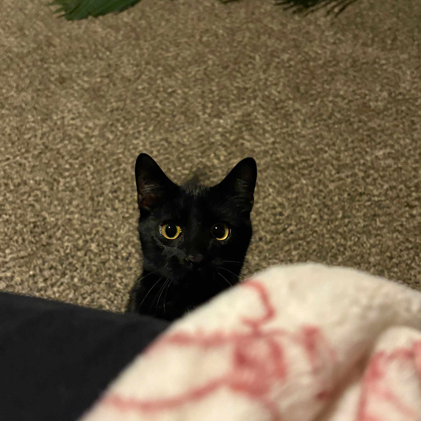 Diego