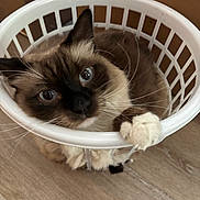 Blue is registered to the contest to win money with this photo: cat, laundry_basket, blue_eyes, fur, whiskers, paw, floor, wood_floor, indoor, pet, animal, cute, curled_up, white_basket, playful, domestic_cat, close_up, brown_fur, black_nose, relaxed