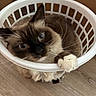 cat, laundry_basket, blue_eyes, fur, whiskers, paw, floor, wood_floor, indoor, pet, animal, cute, curled_up, white_basket, playful, domestic_cat, close_up, brown_fur, black_nose, relaxed