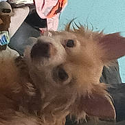 Benji joined the competition — help win amazing prizes! canidae, carnivore, companion_dog, dog, dog_breed, fawn, fur, german_spitz, german_spitz_mittel, happy, paw, pomeranian, puppy_love, selfie, spitz, sporting_group, toy, toy_dog, whiskers, working_animal