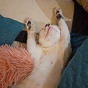Aby participe au concours pour gagner de l'argent avec cette photo : cat, stretching, pillow, blanket, furry, indoor, relaxed, pet, cozy, sleeping, white, orange, black, soft, cute, animal, comfort, resting, feline, paw