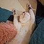 cat, stretching, pillow, blanket, furry, indoor, relaxed, pet, cozy, sleeping, white, orange, black, soft, cute, animal, comfort, resting, feline, paw