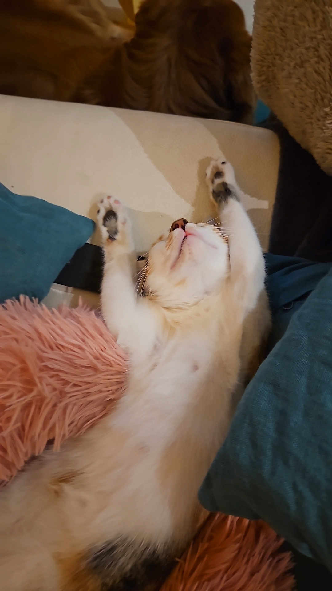 Aby participe au concours pour gagner de l'argent avec cette photo : cat, stretching, pillow, blanket, furry, indoor, relaxed, pet, cozy, sleeping, white, orange, black, soft, cute, animal, comfort, resting, feline, paw