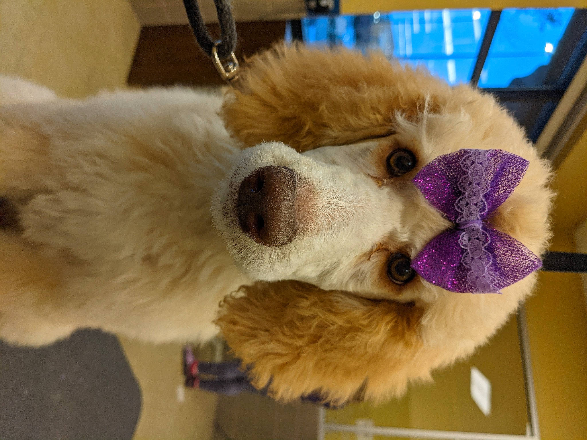 Guinivere joined the competition — help win amazing prizes! canidae, carnivore, collar, companion_dog, dog, dog_breed, dog_supply, fawn, fur, giant_dog_breed, natural_material, paw, pet_supply, plush, snout, sporting_group, stuffed_toy, toy_dog, whiskers, working_animal