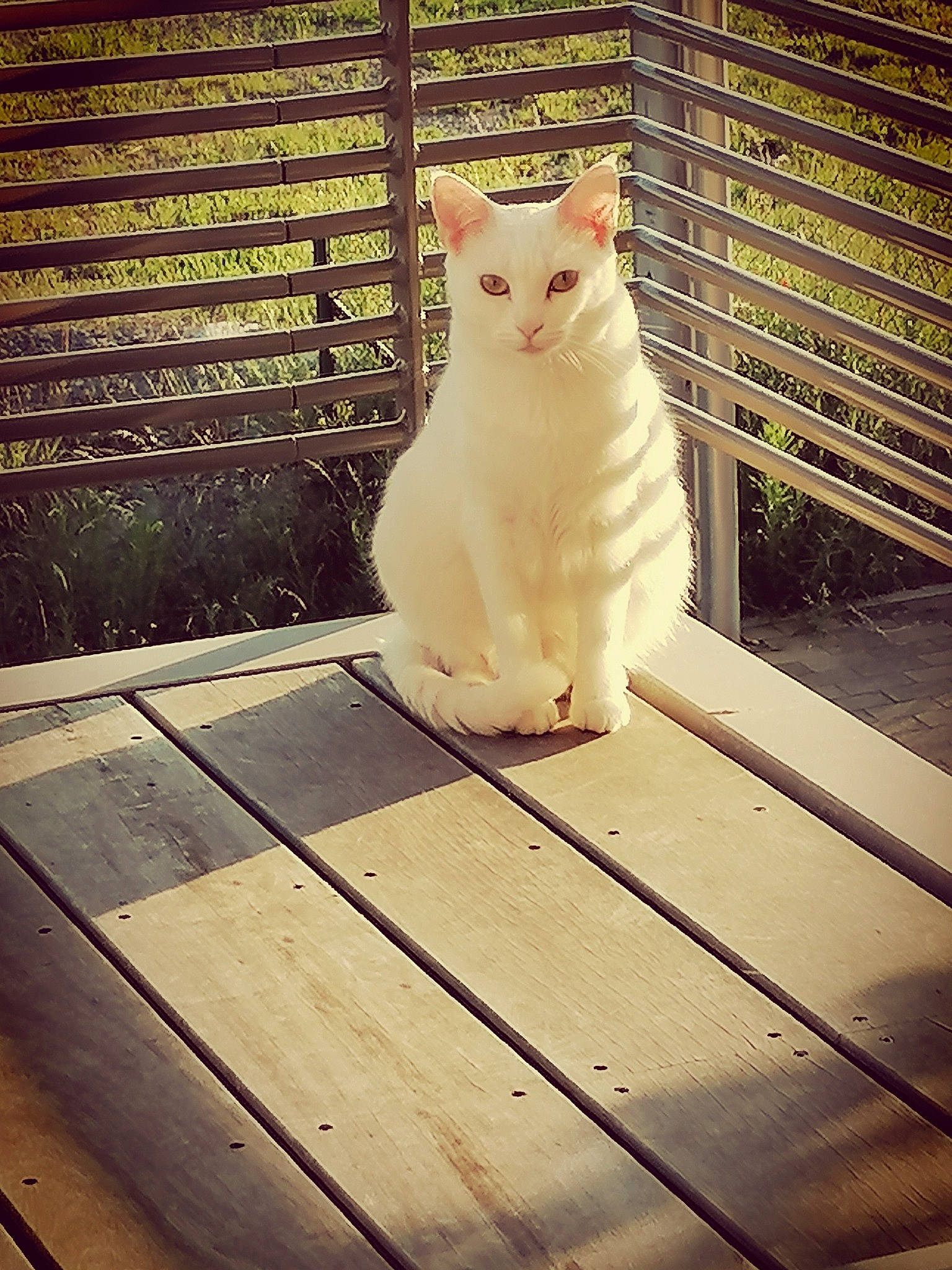 Zia participe au concours pour gagner de l'argent avec cette photo : carnivore, cat, domestic_short_haired_cat, felidae, flooring, fur, hardwood, line, metal, paw, plank, rectangle, small_to_medium_sized_cats, snout, tail, tints_and_shades, whiskers, window, wood, wood_stain