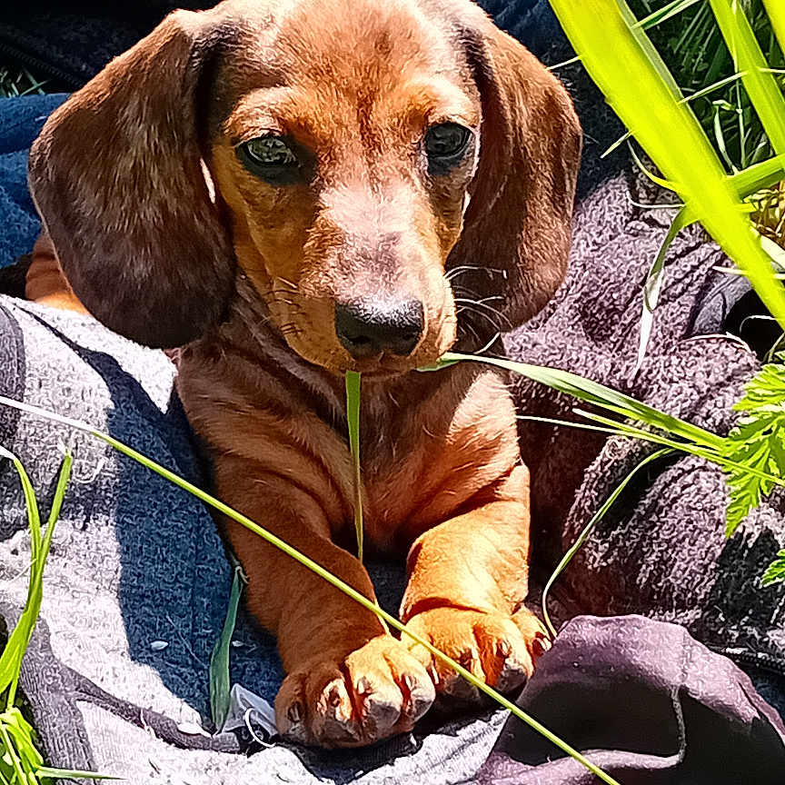 Adèle a rejoint le concours — aidez-le/la à gagner de superbes lots ! animal, blanket, brown, chewing, cute, dachshund, dog, ears, grass, leaf, nature, outdoor, paws, pet, puppy, relaxed, small, snout, sunlight, young