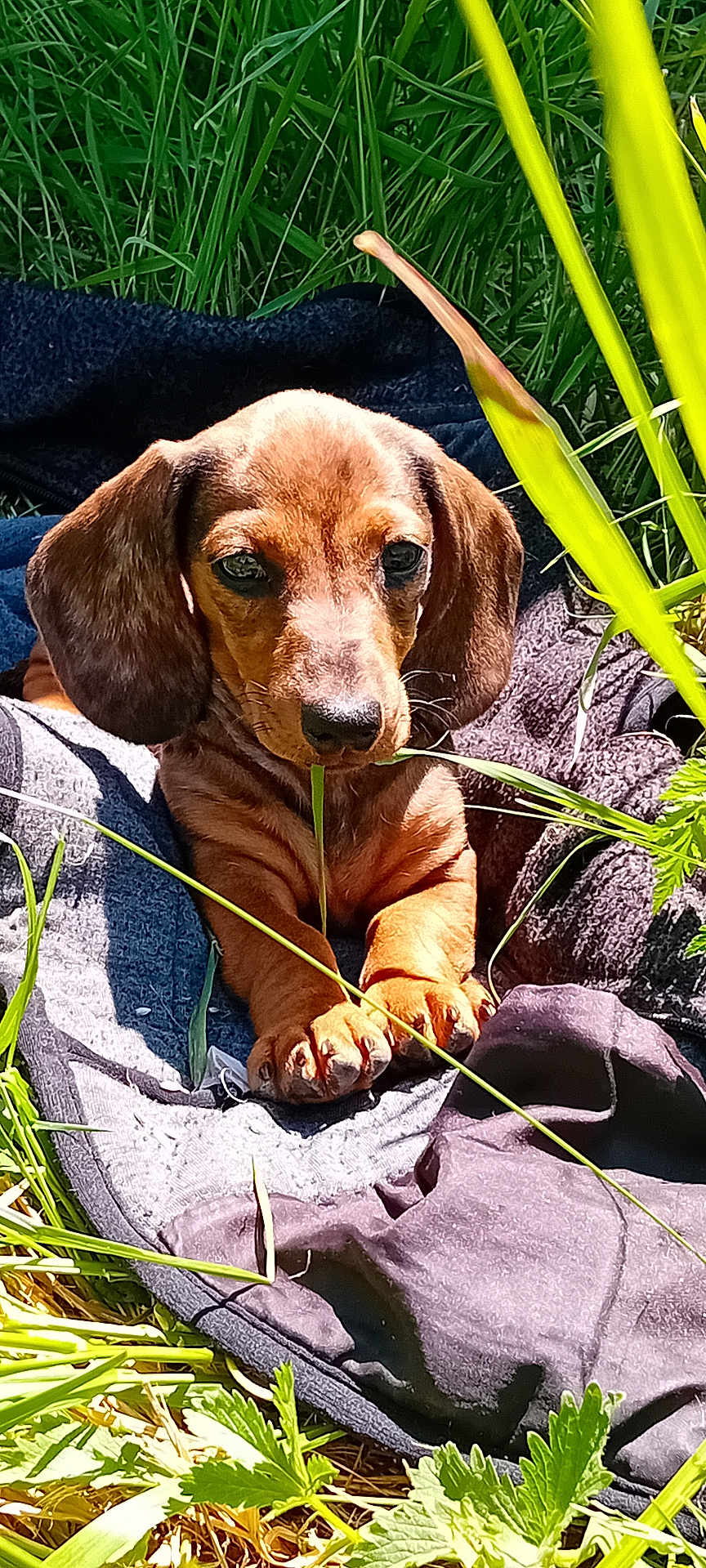 Adèle a rejoint le concours — aidez-le/la à gagner de superbes lots ! puppy, dog, dachshund, grass, outdoor, blanket, sunlight, cute, pet, nature, animal, young, brown, small, relaxed, leaf, chewing, ears, snout, paws