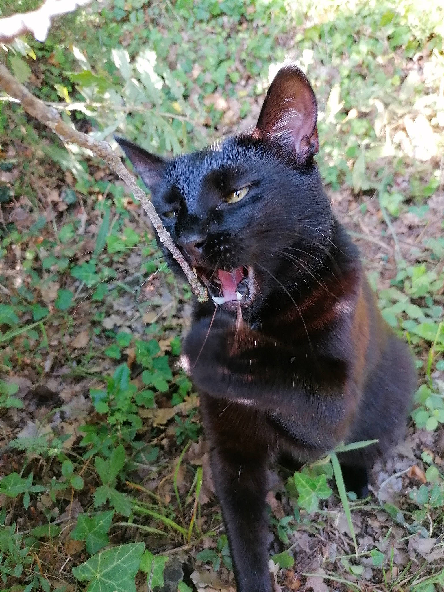 Gin Fizz participe au concours pour gagner de l'argent avec cette photo : black_cat, bombay, canidae, carnivore, cat, dog_breed, domestic_short_haired_cat, fawn, felidae, fur, grass, liver, plant, small_to_medium_sized_cats, snout, tail, terrestrial_animal, terrestrial_plant, whiskers, wildlife