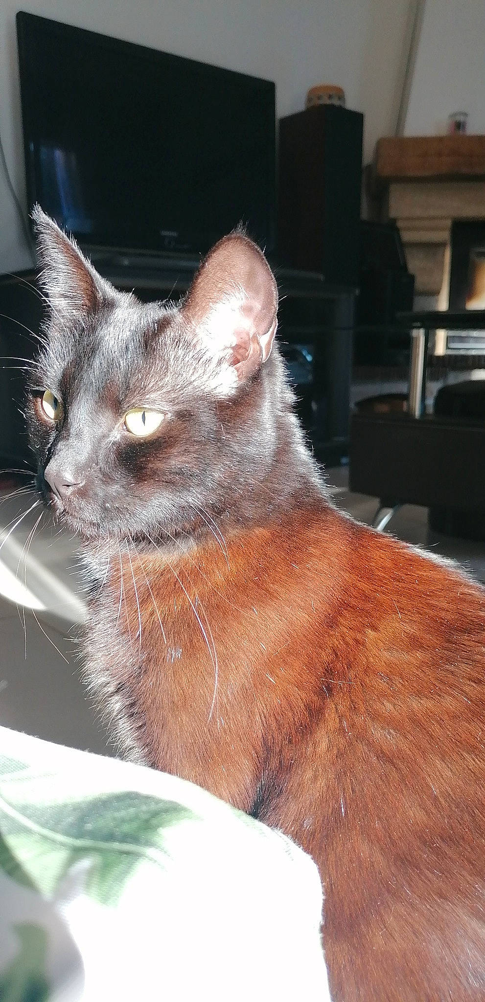 Gin Fizz participe au concours pour gagner de l'argent avec cette photo : carnivore, cat, chartreux, claw, domestic_short_haired_cat, fawn, felidae, fur, havana_brown, liver, small_to_medium_sized_cats, snout, tail, terrestrial_animal, thai, tonkinese, whiskers, window