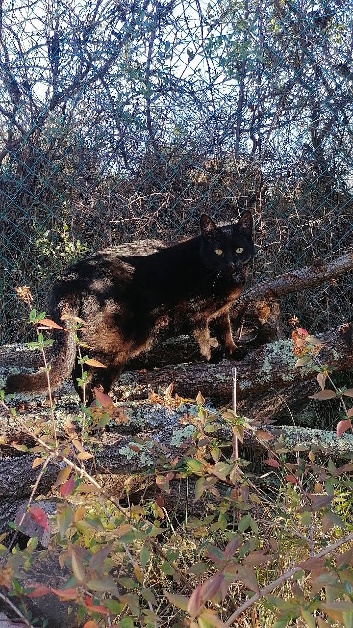 Gin Fizz participe au concours pour gagner de l'argent avec cette photo : canidae, carnivore, dog_breed, fawn, forest, grass, jungle, natural_landscape, plant, sky, snout, sporting_group, tail, terrestrial_animal, tints_and_shades, tree, trunk, twig, wood, woodland