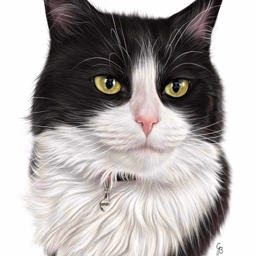 Misty is registered to the contest to win money with this photo: abyssinian, accessories, angora, animal, art, blackcat, cat, collar, doctor, drawing, egyptiancat, graphics, kitten, manx, painting, person, pet, snout, text, veterinarian