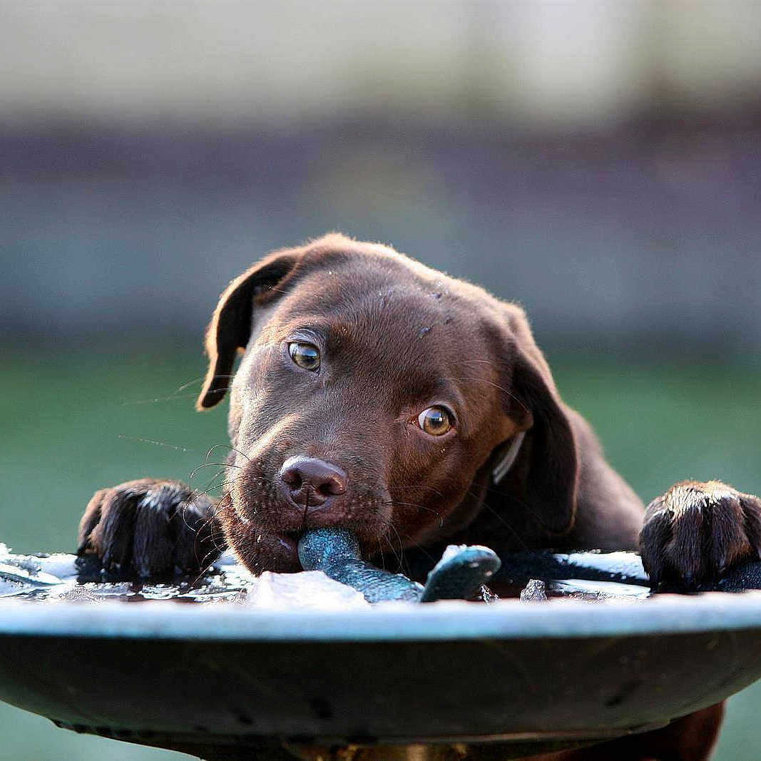 Harley The Chocolate Labrador joined the competition — help win amazing prizes!