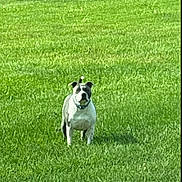 Cooper is registered to the contest to win money with this photo: alone, animal, canine, collar, daytime, dog, field, fur, grass, green, leisure, mammal, nature, outdoor, peaceful, pet, portrait, standing, summer, sunlight