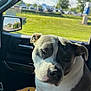 Cooper joined the competition — help win amazing prizes! animal, blanket, canine, car_interior, close_up, companion, daylight, dog, domestic_animal, grass, indoor, pet, portrait, relaxed, resting, seat, side_view_mirror, sunlight, travel, window