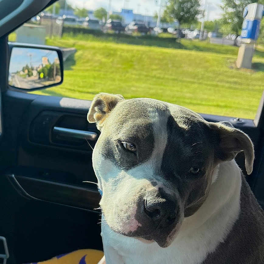 Cooper joined the competition — help win amazing prizes! animal, blanket, canine, car_interior, close_up, companion, daylight, dog, domestic_animal, grass, indoor, pet, portrait, relaxed, resting, seat, side_view_mirror, sunlight, travel, window