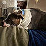 Cooper is registered to the contest to win money with this photo: bed, blanket, blue_collar, brown, canine, cozy, dog, domestic, fan, furniture, household, indoor, living_room, pet, portrait, relaxed, resting, side_view, sleepy, white
