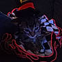 Bandit is registered to the contest to win money with this photo: blurry, cat, checkered_pattern, costume, couch, cute, dark_background, fabric, hat, indoor, kitten, low_light, neon_trim, paws, pet, portrait, ruff, seated, tabby, whiskers