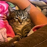 Bandit is registered to the contest to win money with this photo: blanket, cat, close_up, couch, cozy, ears, fur, home, human_arm, indoor, kitten, paws, pet, portrait, resting, sleepy, snuggle, tabby, textile, whiskers