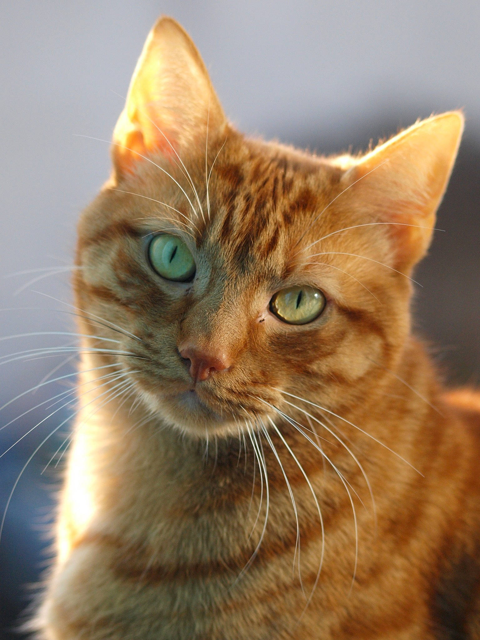 Chuck Norris a rejoint le concours — aidez-le/la à gagner de superbes lots ! aegean_cat, american_wirehair, arabian_mau, asian, australian_mist, carnivore, cat, close_up, domestic_short_haired_cat, european_shorthair, eye, felidae, kitten, mammal, nose, small_to_medium_sized_cats, snout, tabby_cat, vertebrate, whiskers