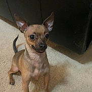 Macho is registered to the contest to win money with this photo: alert, animal, brown_dog, canine, carpet, companion, cute, cute_pet, dog, domestic_animal, ears, floor, friendly, indoor, looking_up, pet, sitting, small_dog, tiny_dog, tongue