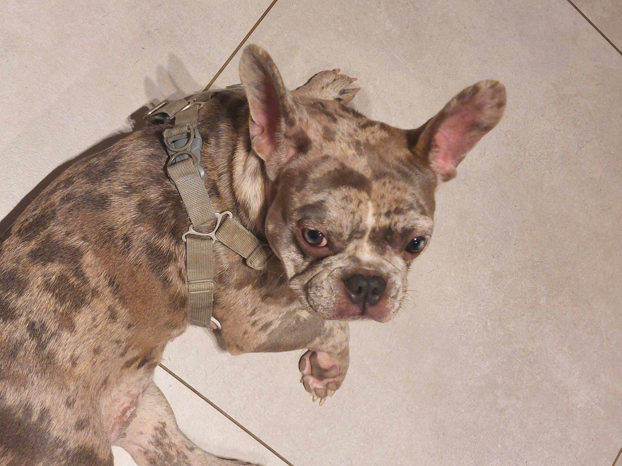 Gina participe au concours pour gagner de l'argent avec cette photo : bulldog, carnivore, collar, companion_dog, dog, dog_breed, dog_supply, ear, fawn, fur, liver, pug, snout, sporting_group, tail, terrestrial_animal, toy_dog, whiskers, working_animal, wrinkle