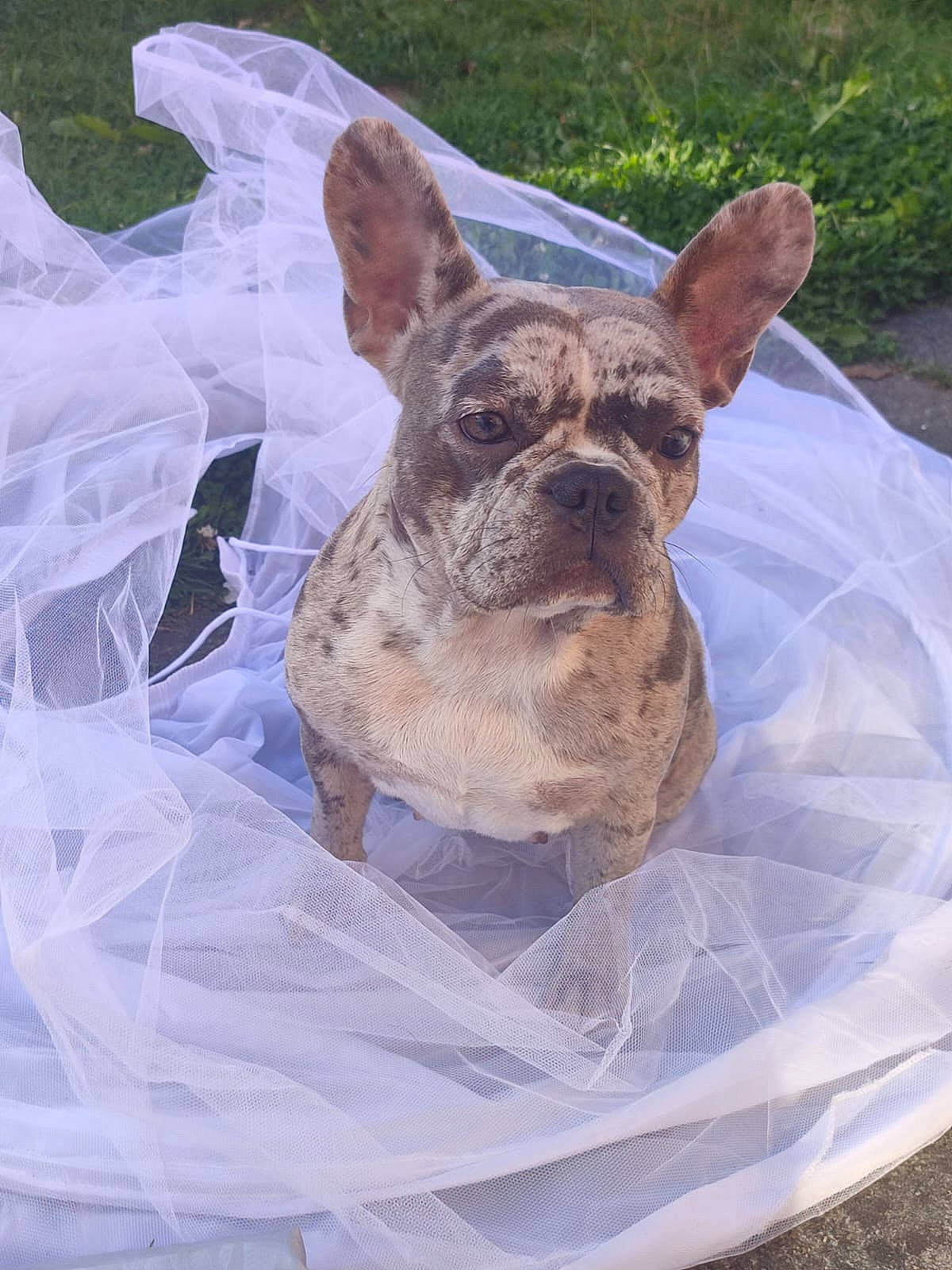 Gina a rejoint le concours — aidez-le/la à gagner de superbes lots ! ancient_dog_breeds, art, bulldog, canidae, carnivore, companion_dog, dog, dog_breed, ear, fawn, grass, non_sporting_group, plant, snout, sporting_group, terrestrial_animal, toy_dog, whiskers, working_animal, wrinkle