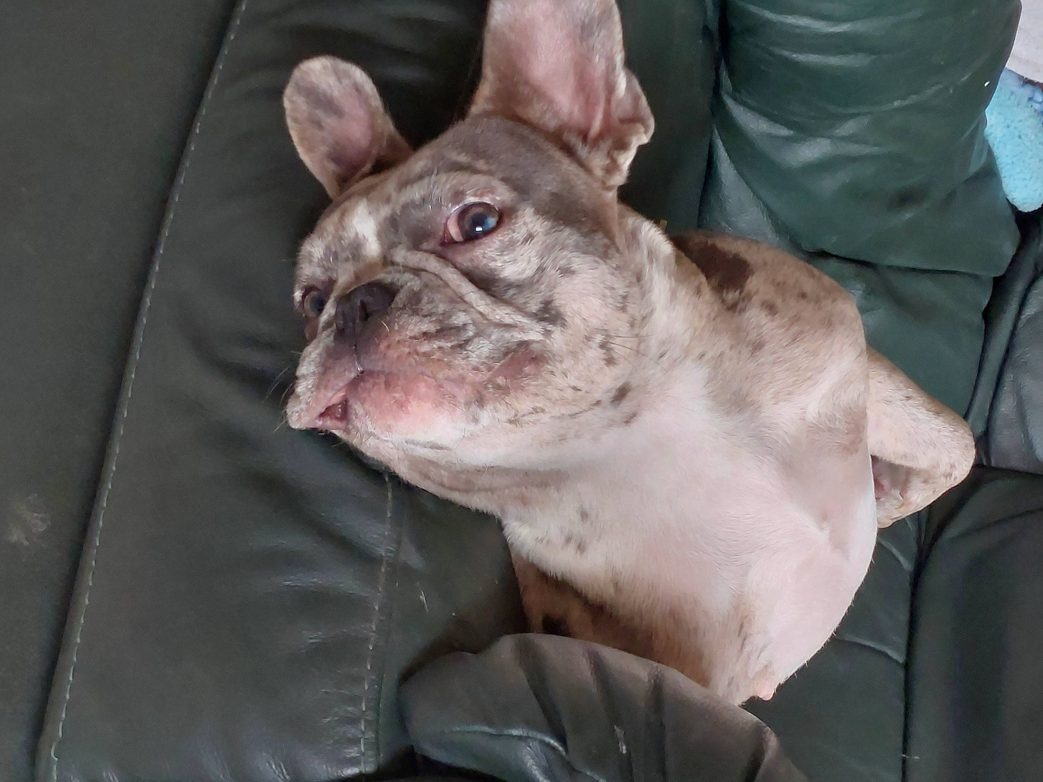 Gina participe au concours pour gagner de l'argent avec cette photo : canidae, carnivore, comfort, companion_dog, dog, dog_breed, fang, fawn, felidae, flesh, jaw, non_sporting_group, small_to_medium_sized_cats, snout, sporting_group, terrestrial_animal, whiskers, wrinkle