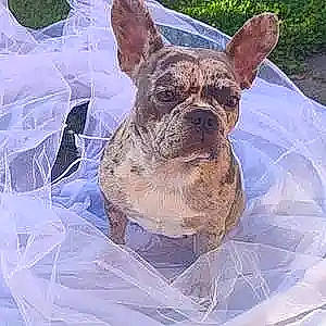 Gina a rejoint le concours — aidez-le/la à gagner de superbes lots ! art, bulldog, canidae, carnivore, companion_dog, dessert, dog, dog_breed, fawn, french_bulldog, grass, liver, non_sporting_group, snout, sporting_group, terrestrial_animal, toy_dog, whiskers, working_animal, wrinkle