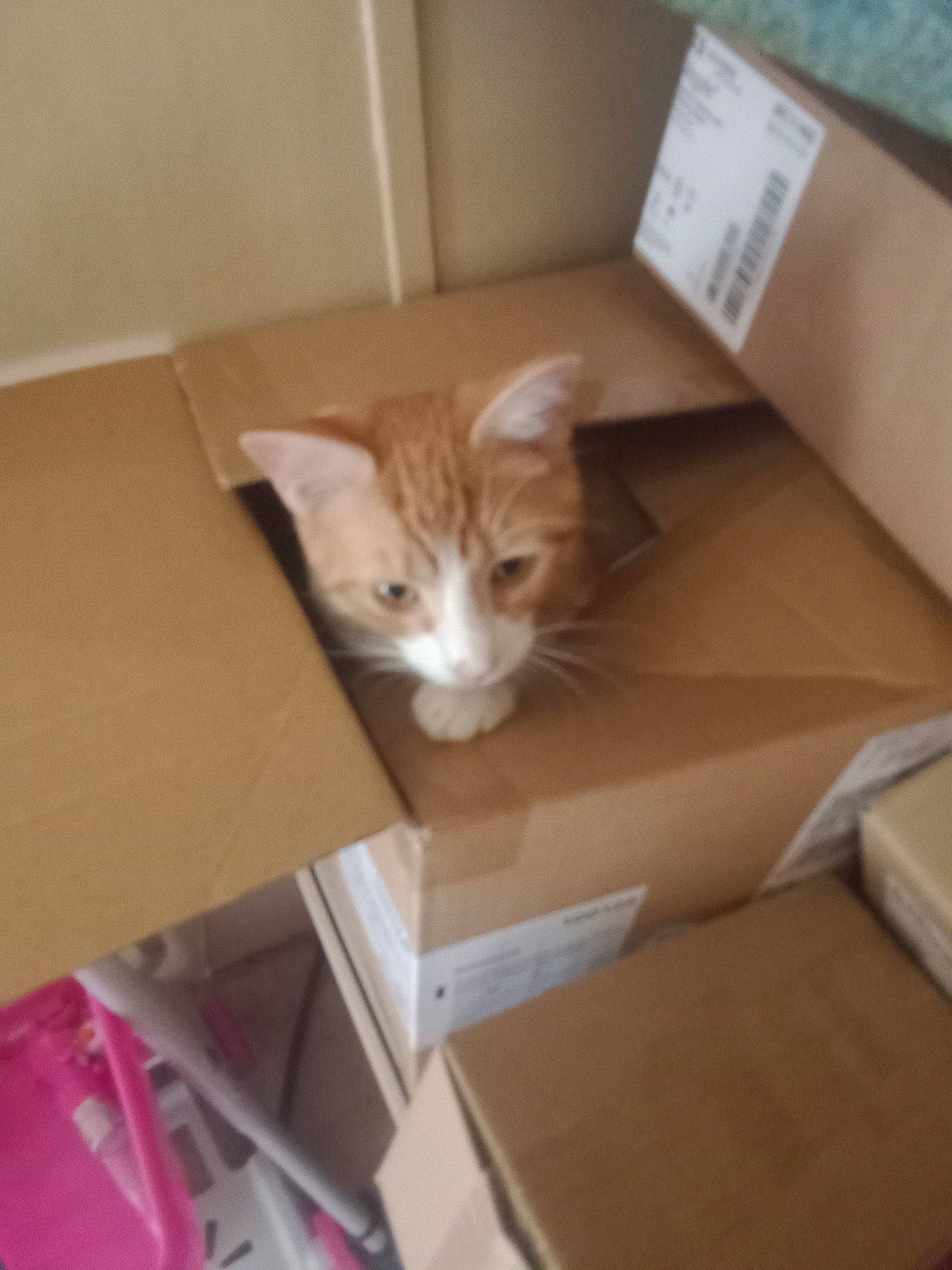 Juju is registered to the contest to win money with this photo: box, cardboard, carnivore, carton, cat, domestic_short_haired_cat, drawer, felidae, flooring, hardwood, package_delivery, packaging_and_labeling, packing_materials, paper_product, plywood, room, shipping_box, small_to_medium_sized_cats, whiskers, wood