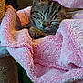 Mystique joined the competition — help win amazing prizes! kitten, cat, sleeping, cozy, pink_blanket, fur, pet, domestic_animal, cute, resting, animal, tabby, soft_texture, indoor, snuggled, paws, closeup, relaxation, comfort, nap