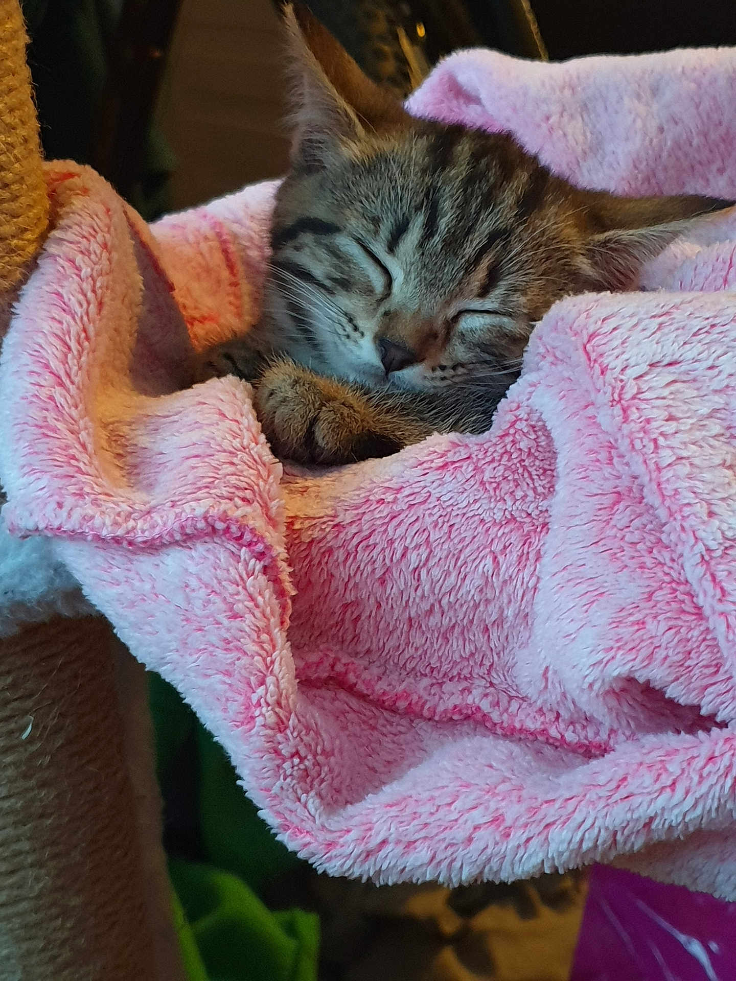 Mystique joined the competition — help win amazing prizes! kitten, cat, sleeping, cozy, pink_blanket, fur, pet, domestic_animal, cute, resting, animal, tabby, soft_texture, indoor, snuggled, paws, closeup, relaxation, comfort, nap