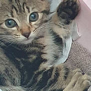 Mystique is registered to the contest to win money with this photo: kitten, tabby, cat, paw, blue_eyes, close_up, fur, pet, cute, animal, whiskers, soft, blanket, indoor, young, resting, feline, curious, small, cozy