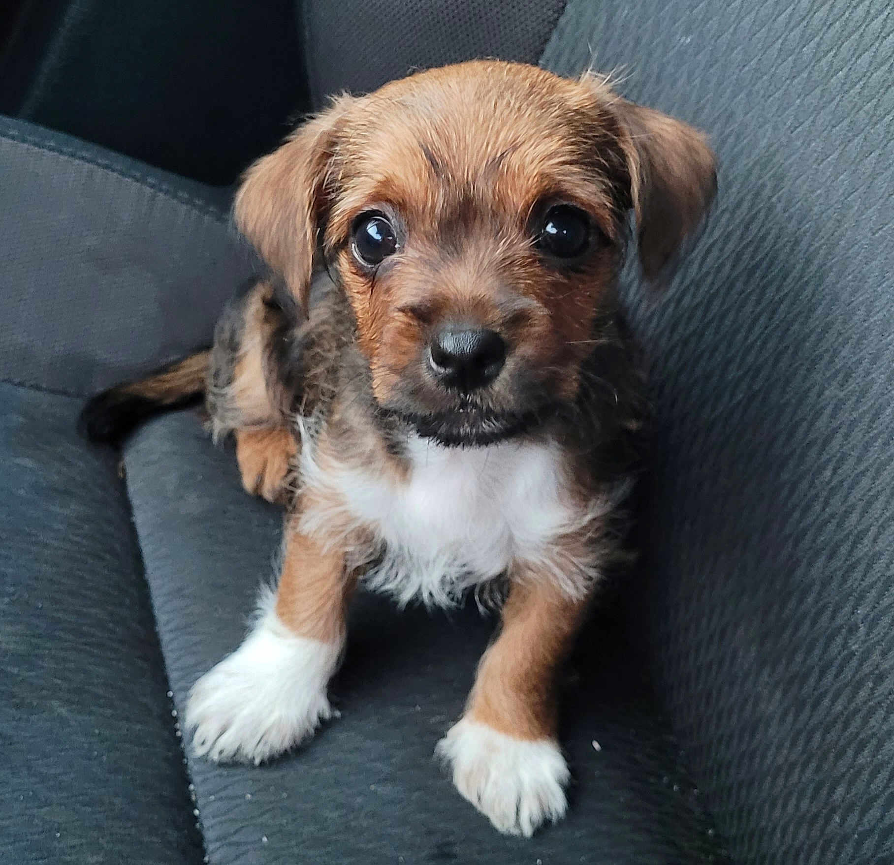 Sadie