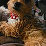 Sadie is registered to the contest to win money with this photo: dog, small_dog, yorkshire_terrier, bow, red_bow, fur, paw, close_up, portrait, brown_fur, fluffy, ears_up, big_eyes, black_nose, indoor, cozy, blanket, couch, living_room, pet_toy