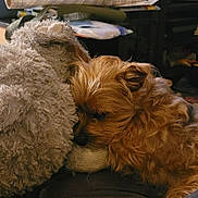 Sadie joined the competition — help win amazing prizes! dog, sleeping_dog, plush_toy, stuffed_animal, cozy, indoor, pet, fur, brown_fur, resting, nap, close_up, couch, blanket, home_interior, portrait, soft_texture, whiskers, ear, paws