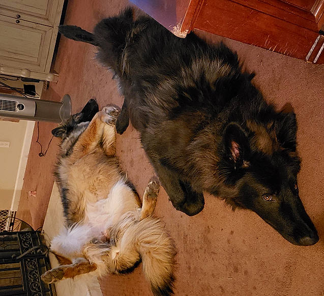 Blackjack is registered to the contest to win money with this photo: canidae, carnivore, dog, dog_breed, fur, mammal, tervuren, vertebrate