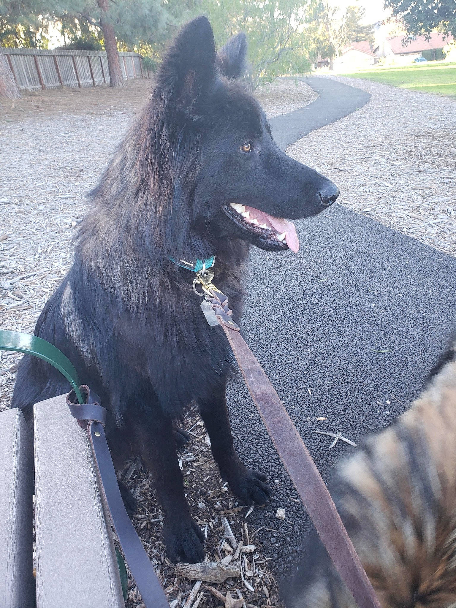 Blackjack is registered to the contest to win money with this photo: belgian_shepherd, black_norwegian_elkhound, canidae, carnivore, croatian_sheepdog, dog, dog_breed, groenendael, kai_ken, mammal, mudi, schipperke, vertebrate, working_dog