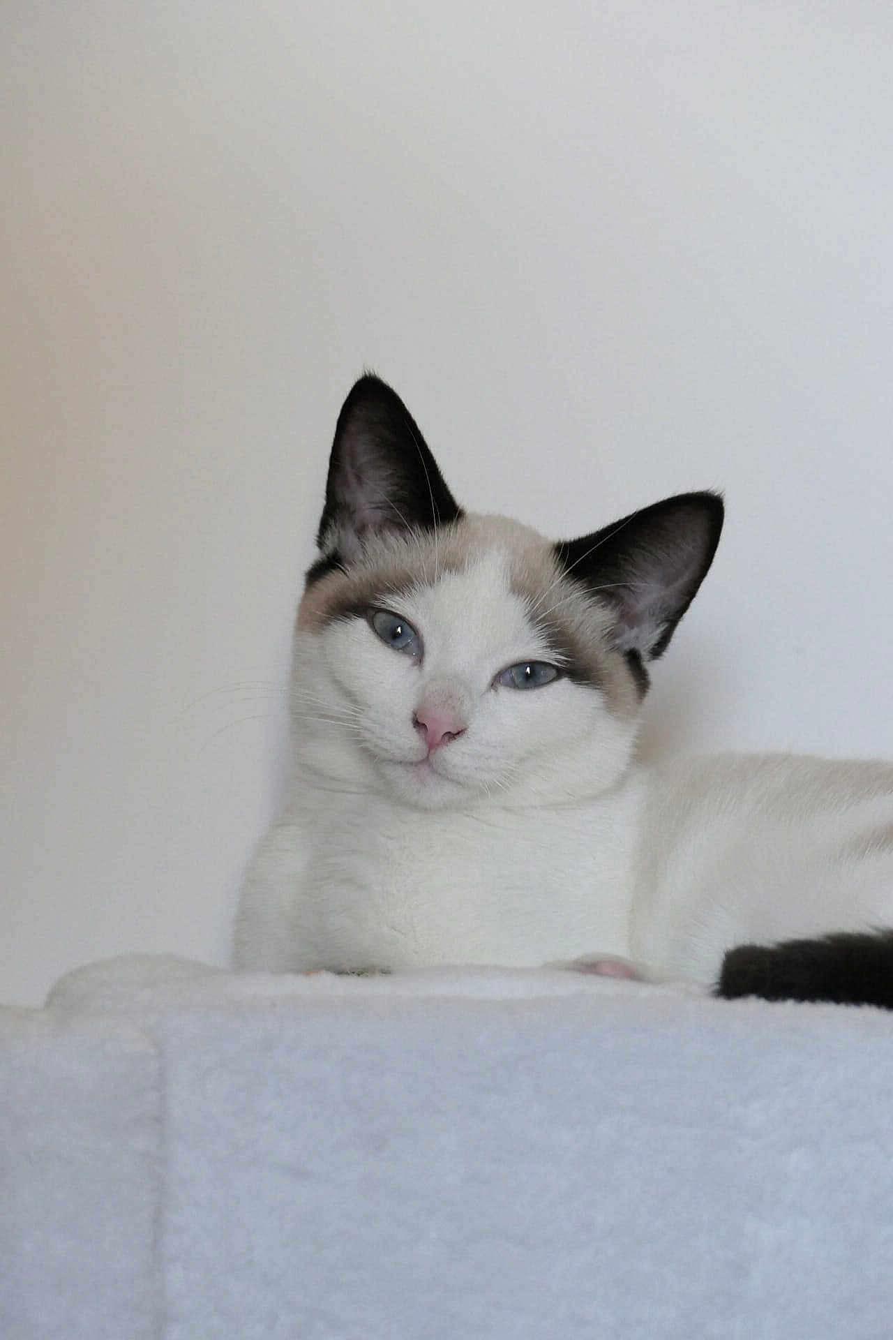 Neko