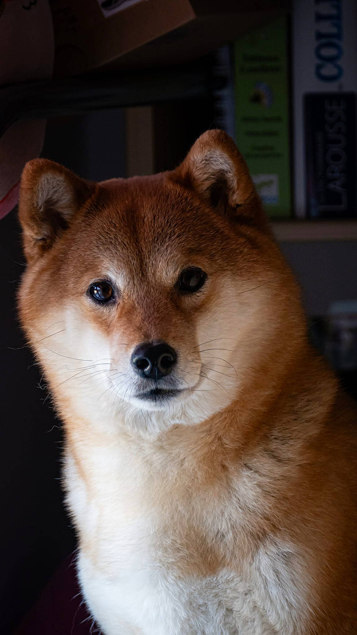 Akina participe au concours pour gagner de l'argent avec cette photo : ancient_dog_breeds, canidae, canis, carnivore, companion_dog, dog, dog_breed, fawn, fur, non_sporting_group, snout, spitz, sporting_group, tail, terrestrial_animal, whiskers, wildlife, working_animal