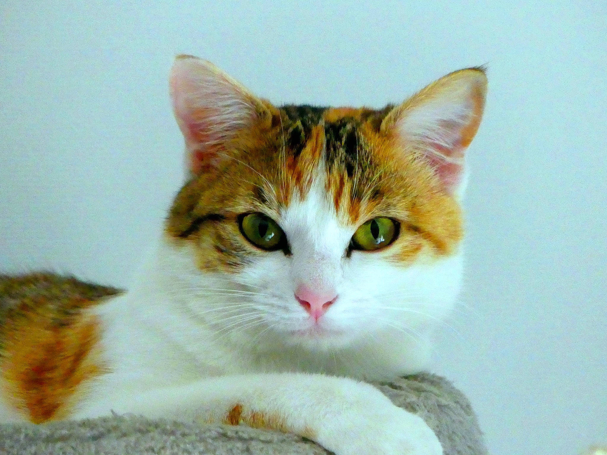 Pookie participe au concours pour gagner de l'argent avec cette photo : art, carnivore, cat, collar, domestic_short_haired_cat, eye, fawn, felidae, fur, head, iris, paw, small_to_medium_sized_cats, snout, tail, terrestrial_animal, whiskers