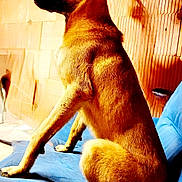 Niño participe au concours pour gagner de l'argent avec cette photo : dog, sitting, couch, blue_couch, brick_wall, indoor, pet, fur, brown_fur, alert, side_view, paw, animal, canine, domestic_animal, portrait, furniture, shadow, light, texture