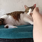 Akina participe au concours pour gagner de l'argent avec cette photo : cat, pet, animal, feline, tabby, white_fur, brown_fur, blanket, hand, petting, relaxing, indoor, wall, texture, floral_pattern, paw, resting, closeup, comfort, cute