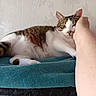 cat, pet, animal, feline, tabby, white_fur, brown_fur, blanket, hand, petting, relaxing, indoor, wall, texture, floral_pattern, paw, resting, closeup, comfort, cute
