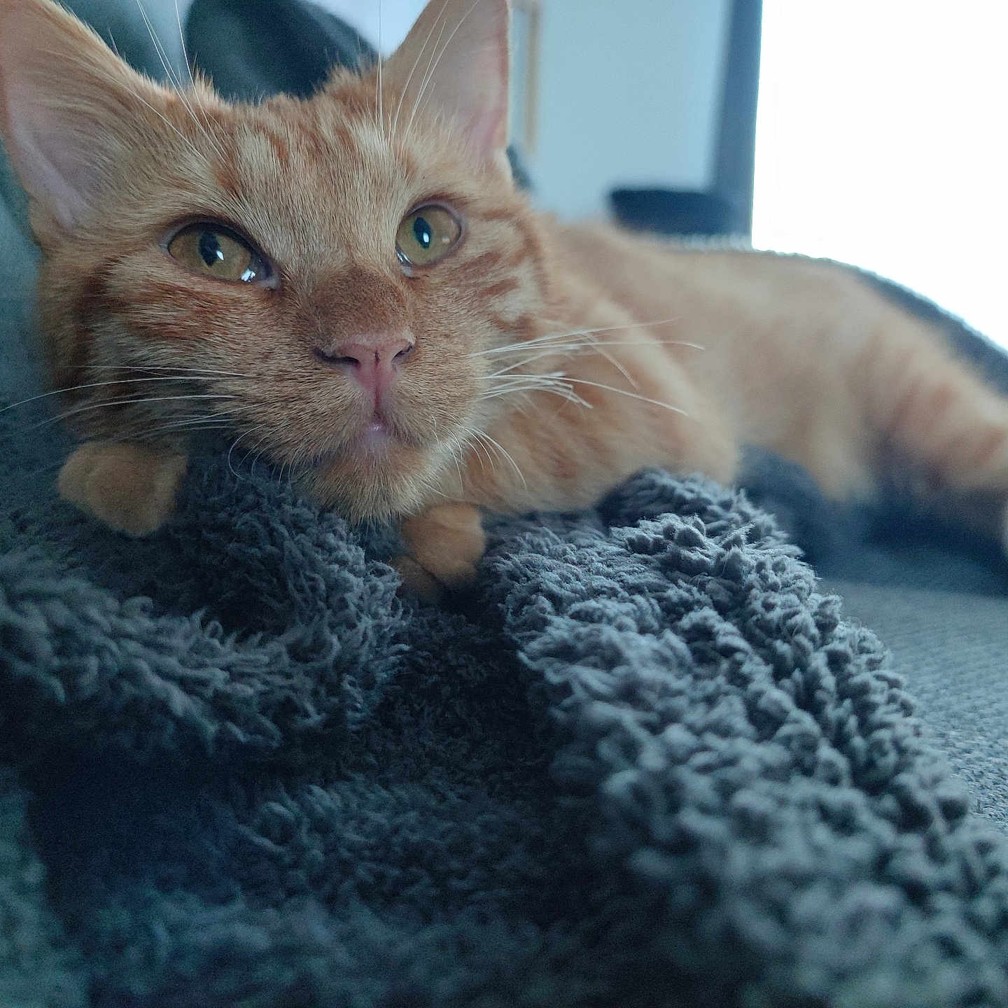 Lucky a rejoint le concours — aidez-le/la à gagner de superbes lots ! abyssinian, animal, blanket, cat, clothing, couch, furniture, kitten, knitwear, manx, pet, quilt, sweater, towel