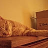 Tater joined the competition — help win amazing prizes! cat, sleeping, orange_tabby, wooden_surface, cardboard_box, indoor, relaxing, feline, pet, nap, yellow_light, cozy, home, animal, quiet, resting, fur, whiskers, ears, table