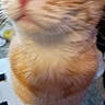 Tater joined the competition — help win amazing prizes! cat, orange_tabby, close_up, blurry, curious, yellow_eyes, pink_nose, feline, pet, indoor, fur, whiskers, animal, cute, portrait, domestic_cat, looking_away, soft_fur, head, mammal