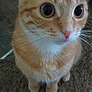 Tater joined the competition — help win amazing prizes! cat, orange_tabby, pet, animal, fur, whiskers, eyes, indoor, carpet, cute, curious, mammal, feline, domestic_cat, closeup, sitting, looking_up, ears, nose, soft_light