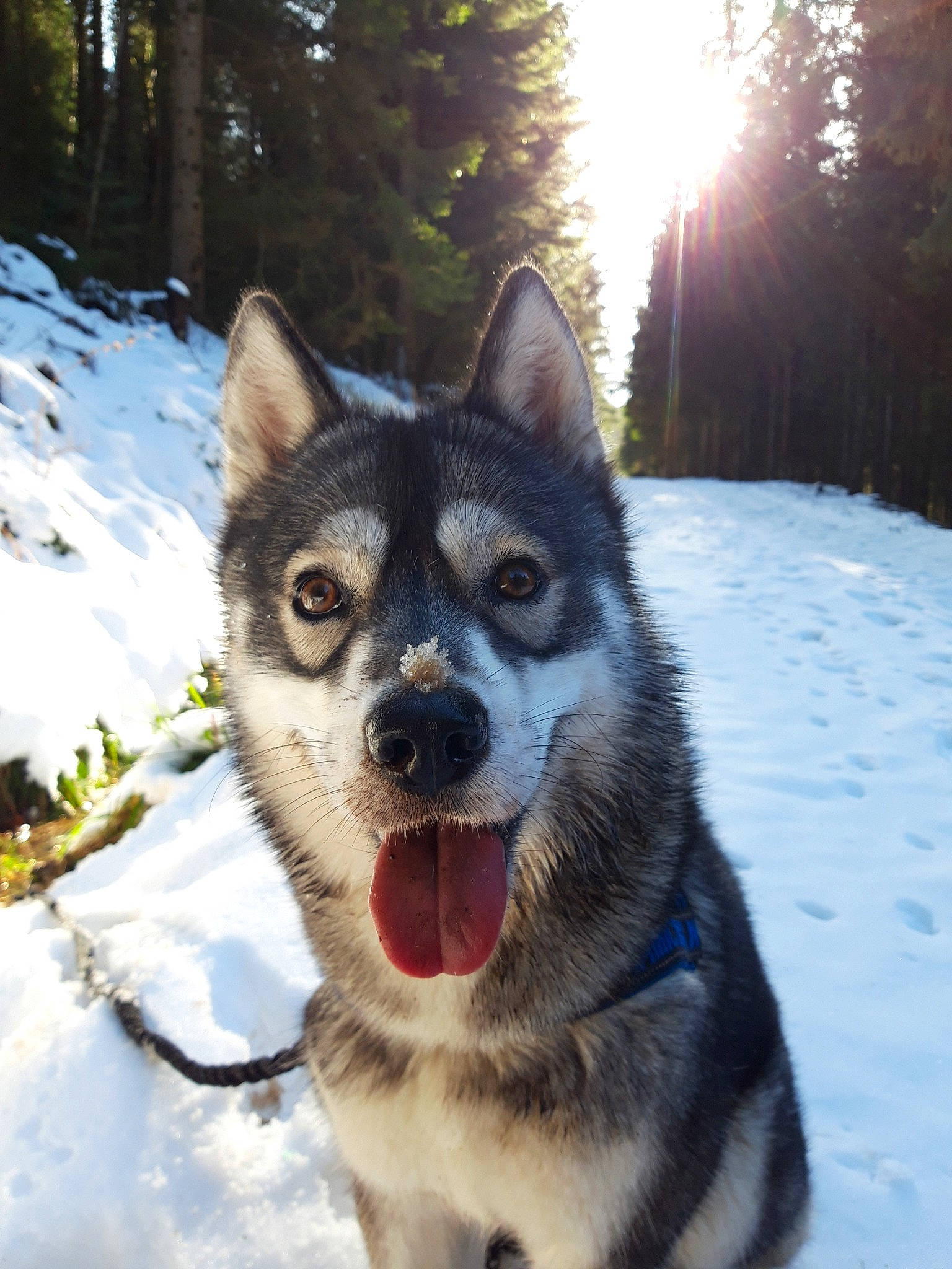 Ela participe au concours pour gagner de l'argent avec cette photo : alaskan_malamute, canadian_eskimo_dog, canidae, carnivore, dog, dog_breed, east_siberian_laika, greenland_dog, jamthund, lapponian_herder, mammal, native_american_indian_dog, northern_inuit_dog, norwegian_elkhound, saarloos_wolfdog, sakhalin_husky, siberian_husky, sled_dog, tamaskan_dog, vertebrate