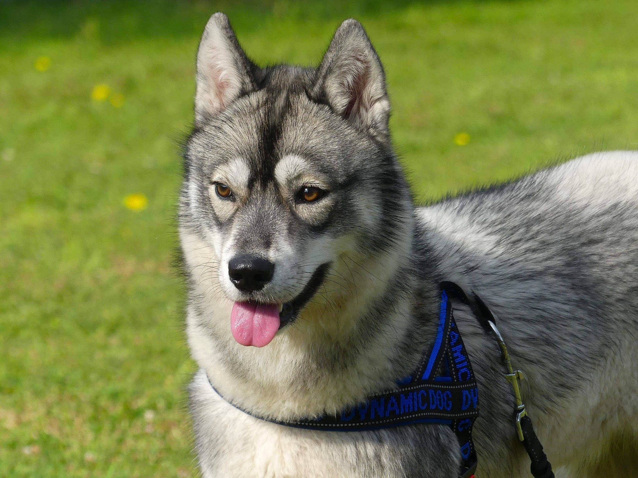 Ela a rejoint le concours — aidez-le/la à gagner de superbes lots ! alaskan_malamute, canidae, carnivore, czechoslovakian_wolfdog, dog, dog_breed, east_siberian_laika, greenland_dog, jamthund, mammal, native_american_indian_dog, northern_inuit_dog, norwegian_elkhound, saarloos_wolfdog, siberian_husky, sled_dog, tamaskan_dog, utonagan, vertebrate, wolfdog
