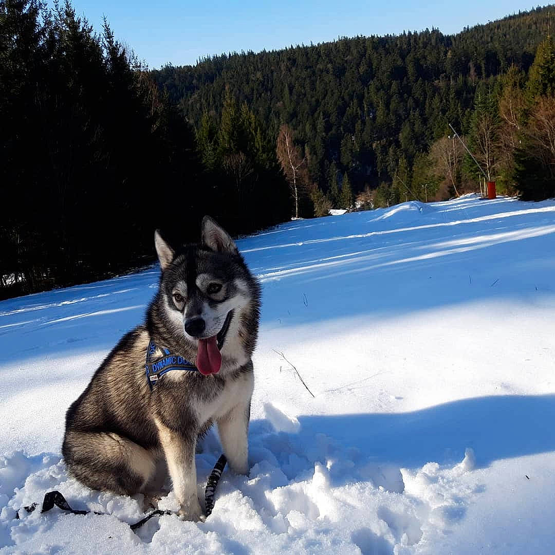 Ela a rejoint le concours — aidez-le/la à gagner de superbes lots ! alaskan_malamute, canadian_eskimo_dog, canidae, carnivore, dog, east_siberian_laika, greenland_dog, jamthund, mammal, native_american_indian_dog, northern_inuit_dog, norwegian_elkhound, saarloos_wolfdog, sakhalin_husky, siberian_husky, sled_dog, snow, tamaskan_dog, vertebrate, winter